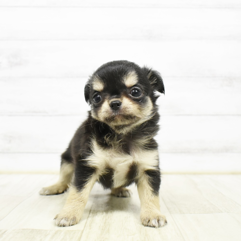 静岡県のチワワ(ロング) (犬の家＆猫の里MEGAドン・キホーテ袋井店/2026年2月24日生まれ/女の子/ブラックタンホワイト)の子犬