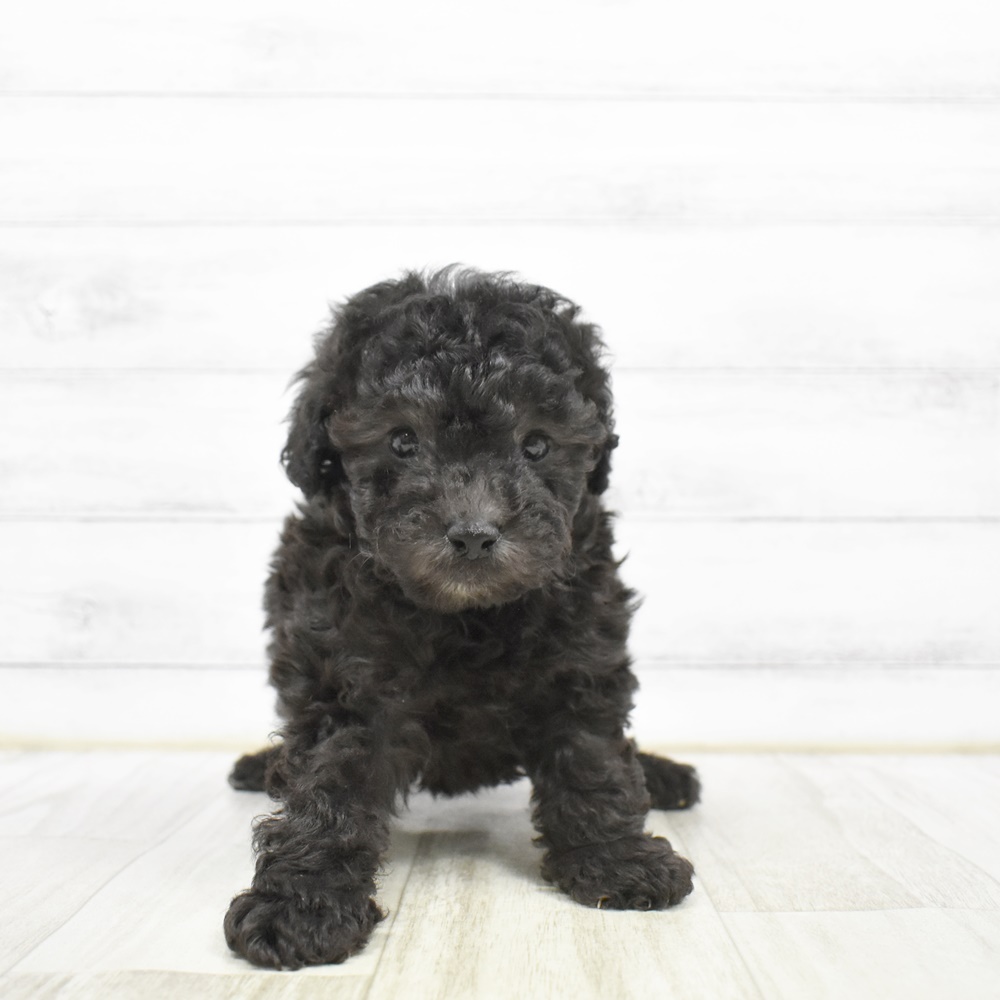 愛知県のトイプードル(トイ) (犬の家＆猫の里豊川インター店/2026年2月23日生まれ/男の子/シルバー)の子犬