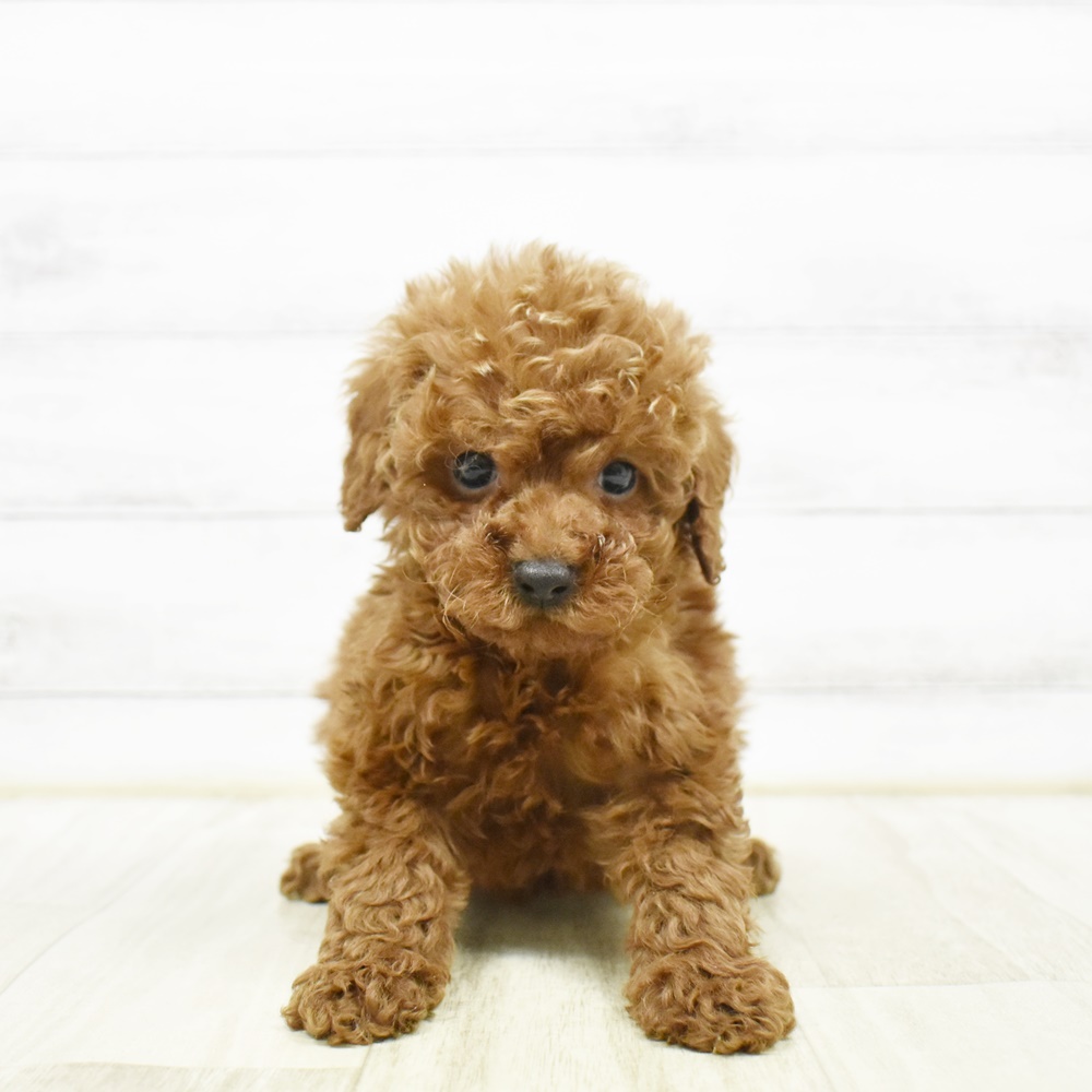 静岡県のトイプードル(トイ) (犬の家＆猫の里プレ葉ウォーク浜北店/2026年2月23日生まれ/女の子/レッド)の子犬