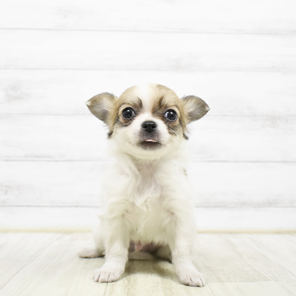 チワワ（ロング）男の子の写真