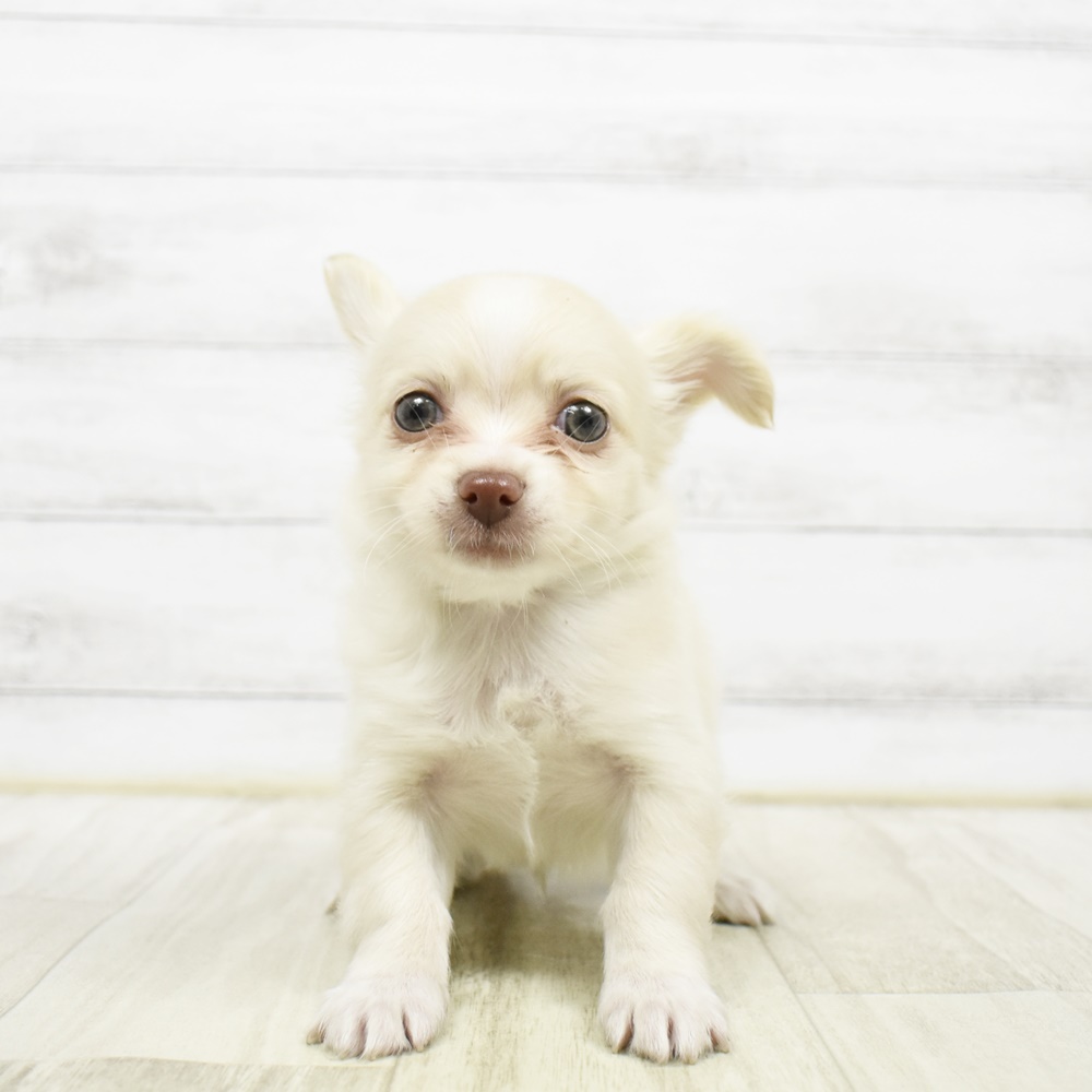 チワワ（ロング）男の子の写真