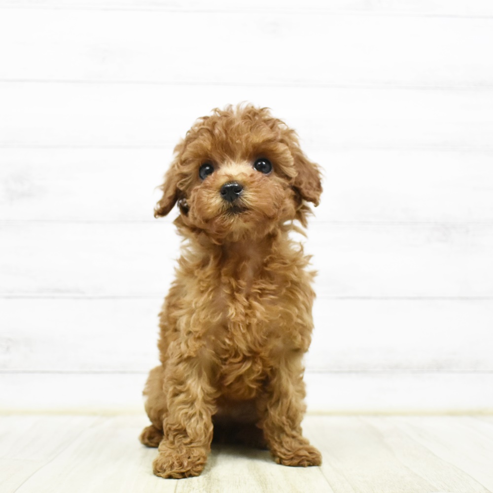 2026年2月22日生まれのトイプードル(トイ)