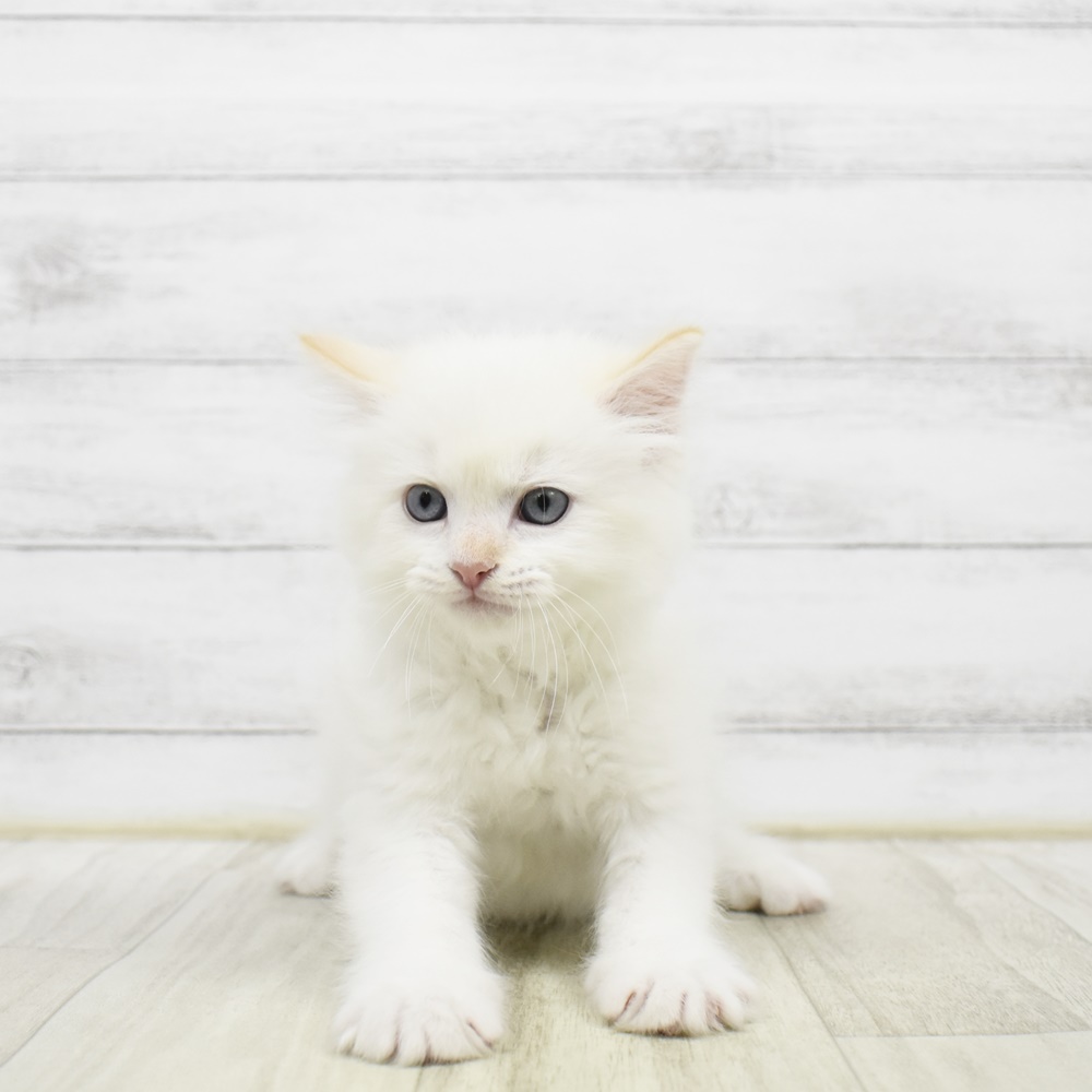 静岡県のラグドール (犬の家＆猫の里マークイズ静岡店/2026年2月22日生まれ/男の子/レッドポイント)の子猫