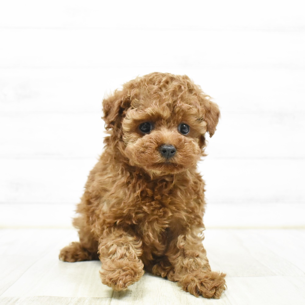 福井県のトイプードル(トイ) (犬の家＆猫の里アミーゴ福井大和田店/2026年2月23日生まれ/女の子/レッド)の子犬