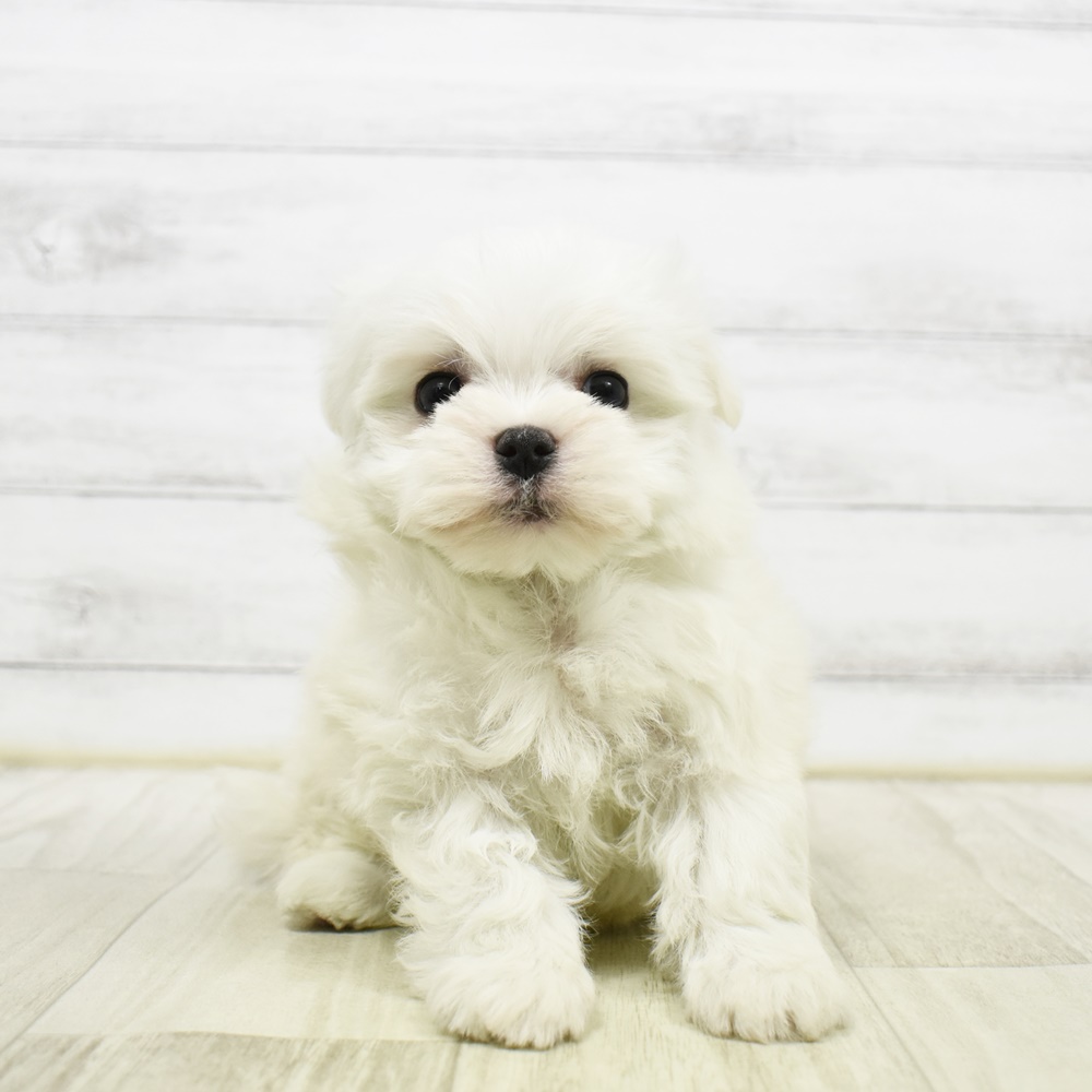 愛知県のマルチーズ (犬の家＆猫の里岡崎店/2026年2月22日生まれ/女の子/ホワイト)の子犬