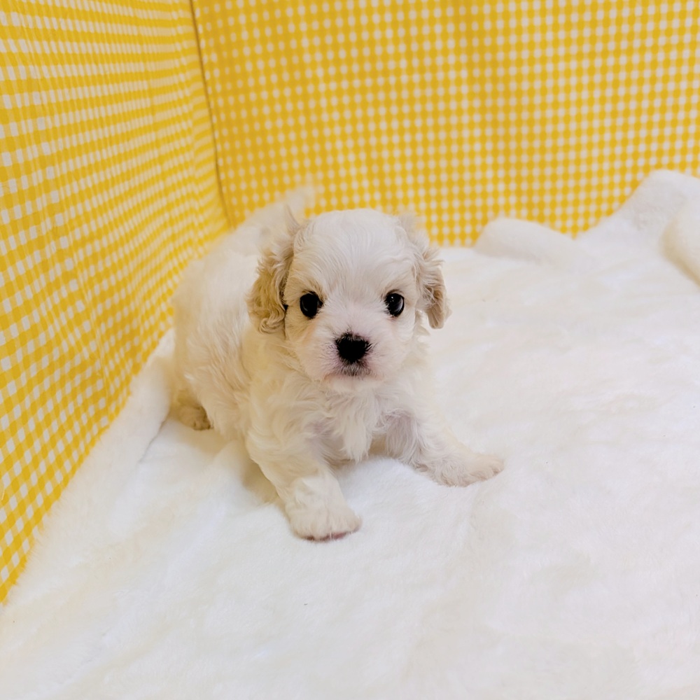 愛知県のハーフ犬・ミックス犬 (犬の家＆猫の里一宮店/2026年2月23日生まれ/男の子/ブレンハイム)の子犬の1枚目の画像