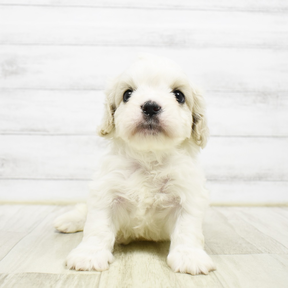 愛知県のハーフ犬・ミックス犬 (犬の家＆猫の里一宮店/2026年2月23日生まれ/男の子/ブレンハイム)の子犬