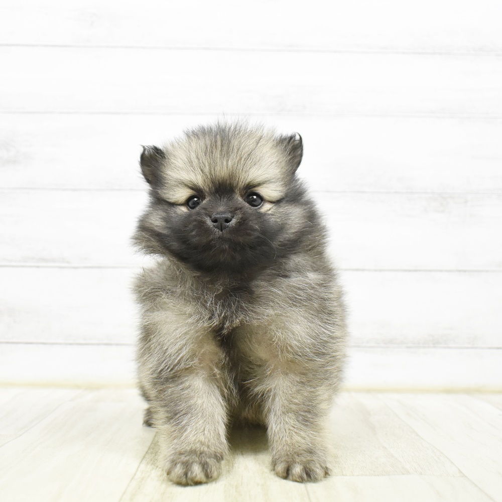 神奈川県のポメラニアン (犬の家＆猫の里相模原店/2026年2月22日生まれ/男の子/オレンジ)の子犬