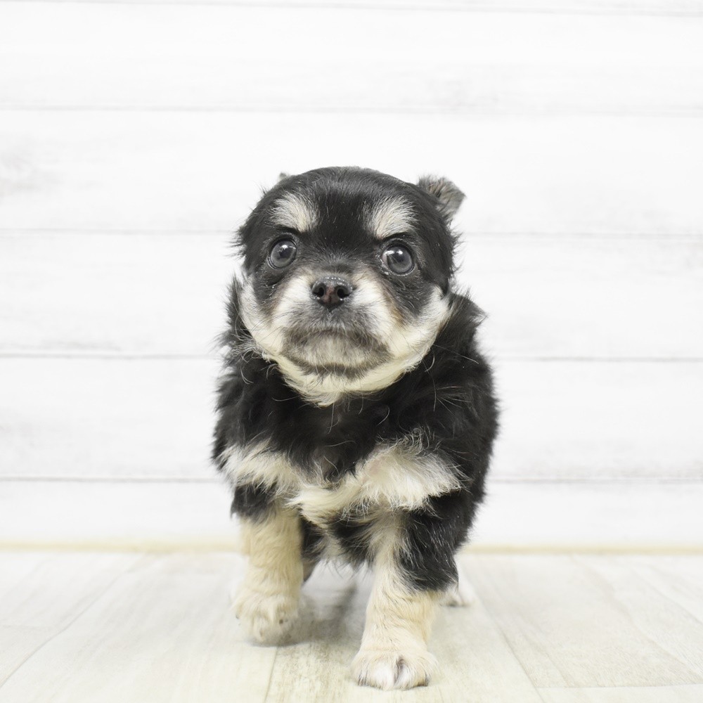 愛知県のチワワ(ロング) (犬の家＆猫の里豊川インター店/2026年2月23日生まれ/女の子/ブラックホワイト)の子犬