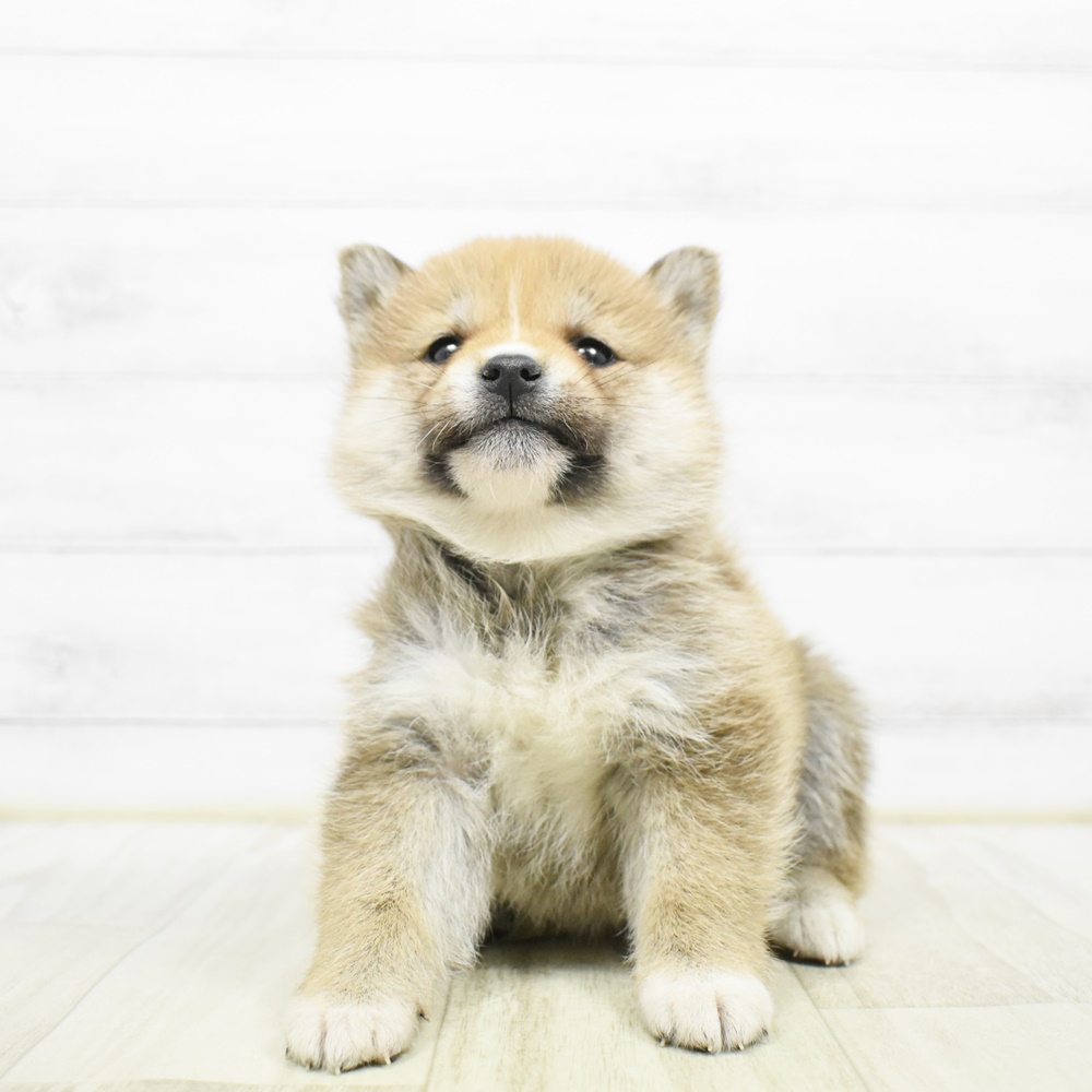 愛知県の柴犬(標準サイズ) (犬の家＆猫の里岡崎店/2026年2月22日生まれ/女の子/赤)の子犬