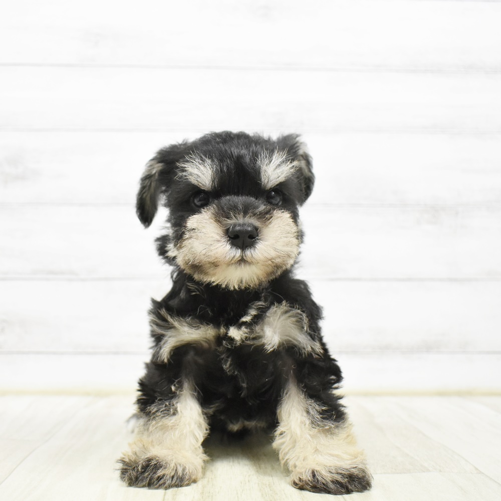 ミニチュアシュナウザー男の子の写真