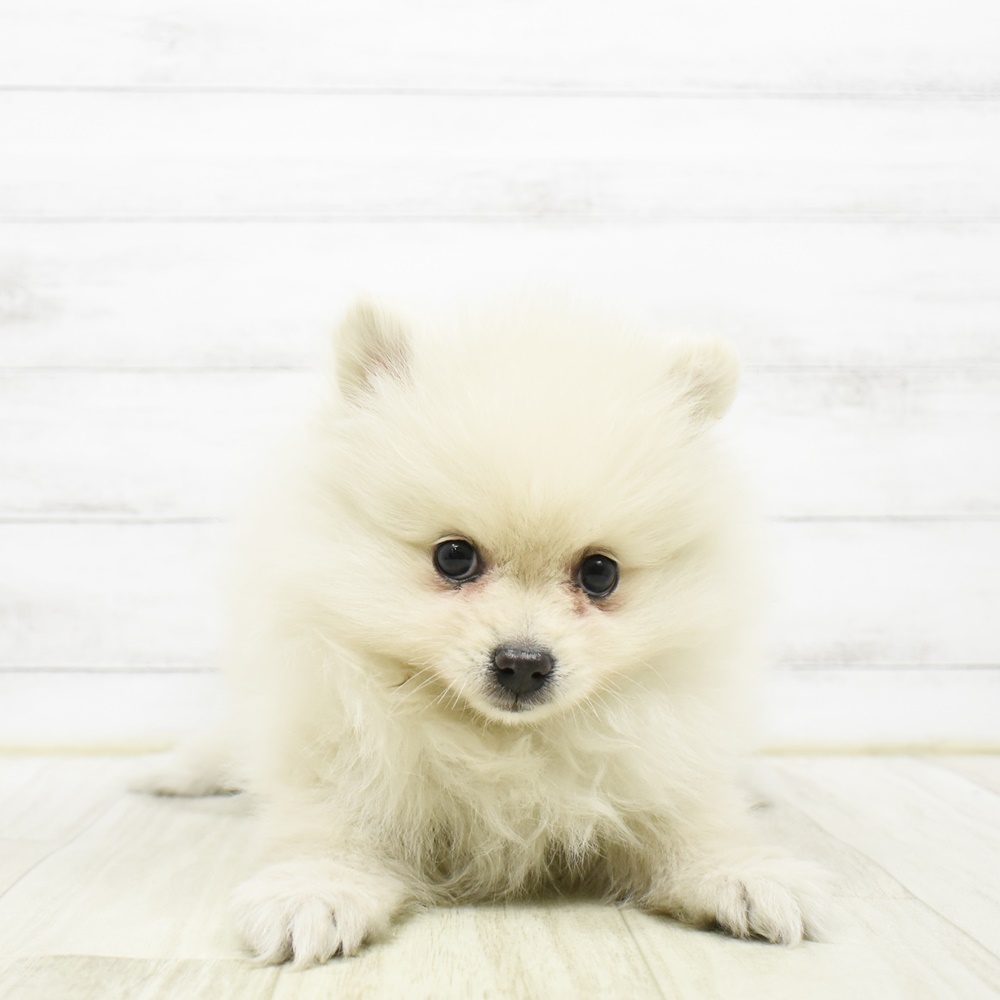 静岡県のポメラニアン (犬の家＆猫の里プレ葉ウォーク浜北店/2026年2月20日生まれ/女の子/クリーム)の子犬