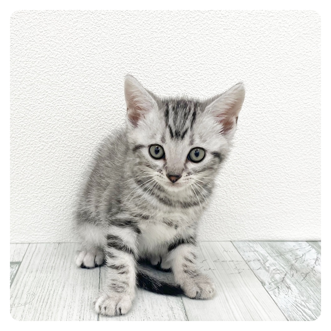 福岡県のアメリカンショートヘアー (犬の家＆猫の里トリアス久山店/2026年2月22日生まれ/男の子/シルバータビー)の子猫
