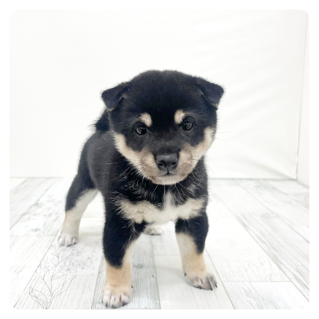 福岡県の豆柴 (犬の家＆猫の里くりえいと宗像店/2026年2月24日生まれ/女の子/黒)の子犬