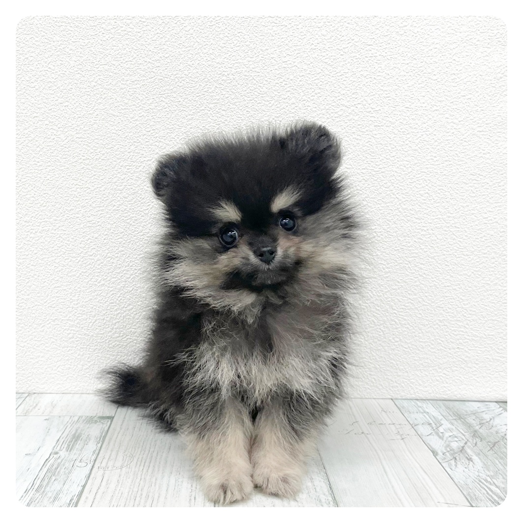 福岡県のポメラニアン (犬の家＆猫の里シュロアモール筑紫野店/2026年2月5日生まれ/女の子/ブラックタン)の子犬の2枚目の画像