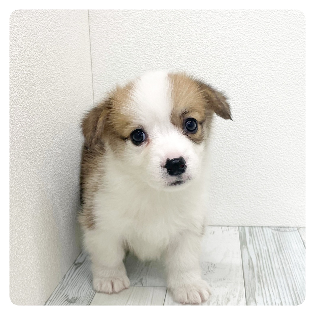福岡県のウェルシュコーギーペンブローク (犬の家＆猫の里くりえいと宗像店/2026年2月22日生まれ/女の子/レッドホワイト)の子犬