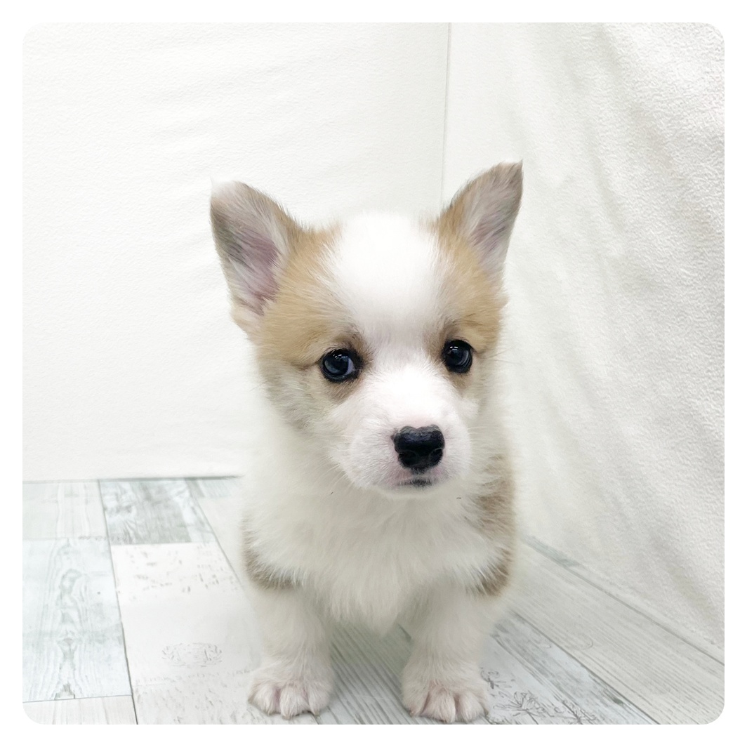 福岡県のウェルシュコーギーペンブローク (犬の家＆猫の里トリアス久山店/2026年2月22日生まれ/女の子/レッドホワイト)の子犬の4枚目の画像