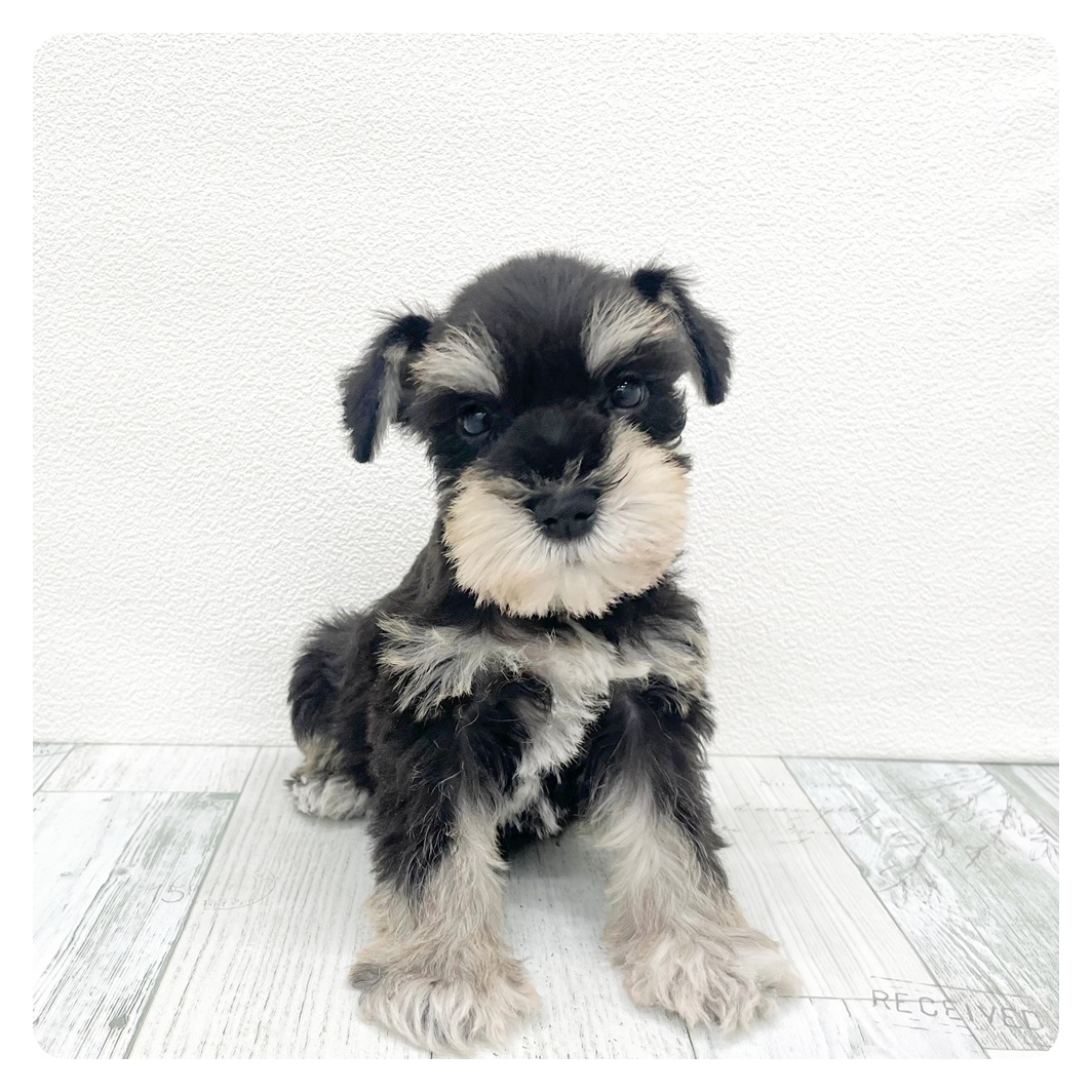 福岡県のミニチュアシュナウザー (犬の家＆猫の里トリアス久山店/2026年2月20日生まれ/男の子/ブラックシルバー)の子犬の4枚目の画像