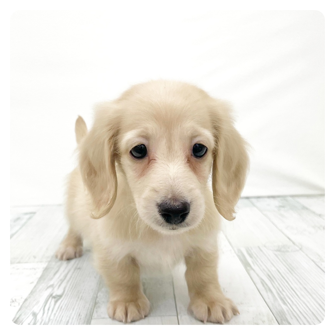 福岡県のミニチュアダックスフンド(ロング) (犬の家＆猫の里くりえいと宗像店/2026年2月23日生まれ/男の子/イエロー)の子犬