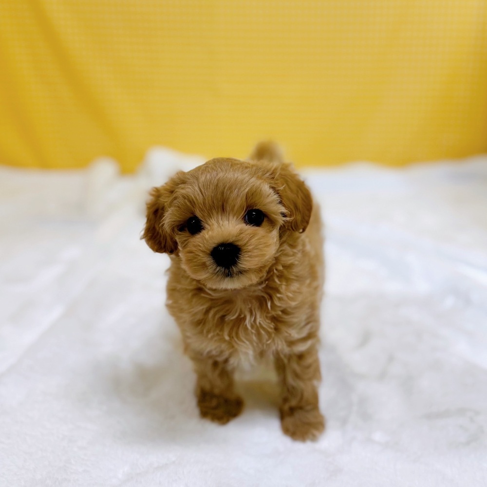 ハーフ犬男の子の写真