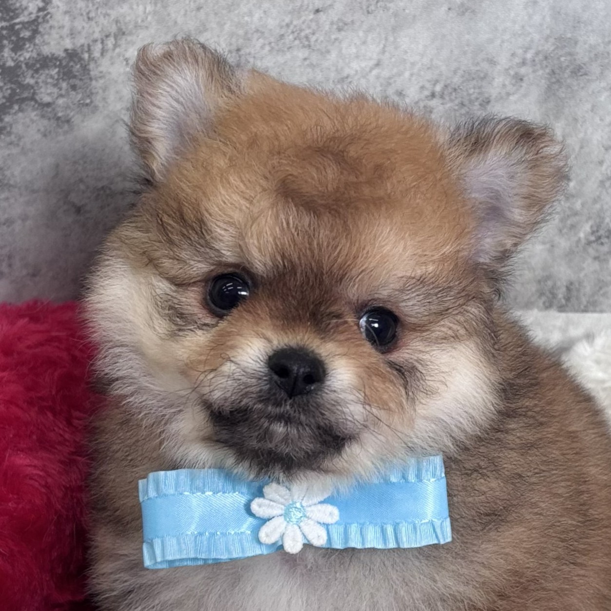 兵庫県のポメチワ/チワポメ/ポメチー(ポメラニアン×チワワ) (犬の家＆猫の里ゆめタウン姫路店/2026年2月24日生まれ/女の子/オレンジ)の子犬