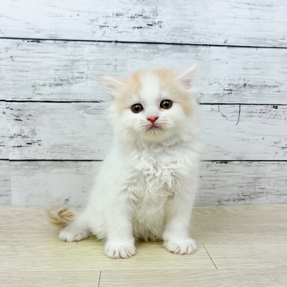 2026年2月25日生まれのスコティッシュフォールド