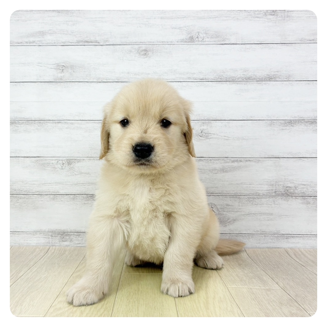 愛知県のゴールデンレトリバー (犬の家＆猫の里春日井本店/2026年2月27日生まれ/男の子/ゴールデン)の子犬