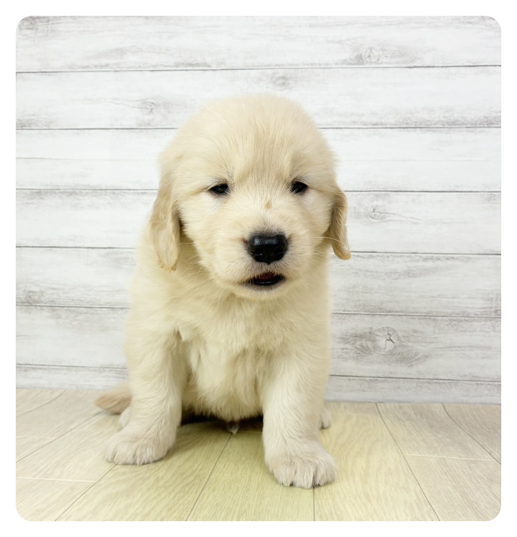 ゴールデンレトリバー男の子の写真