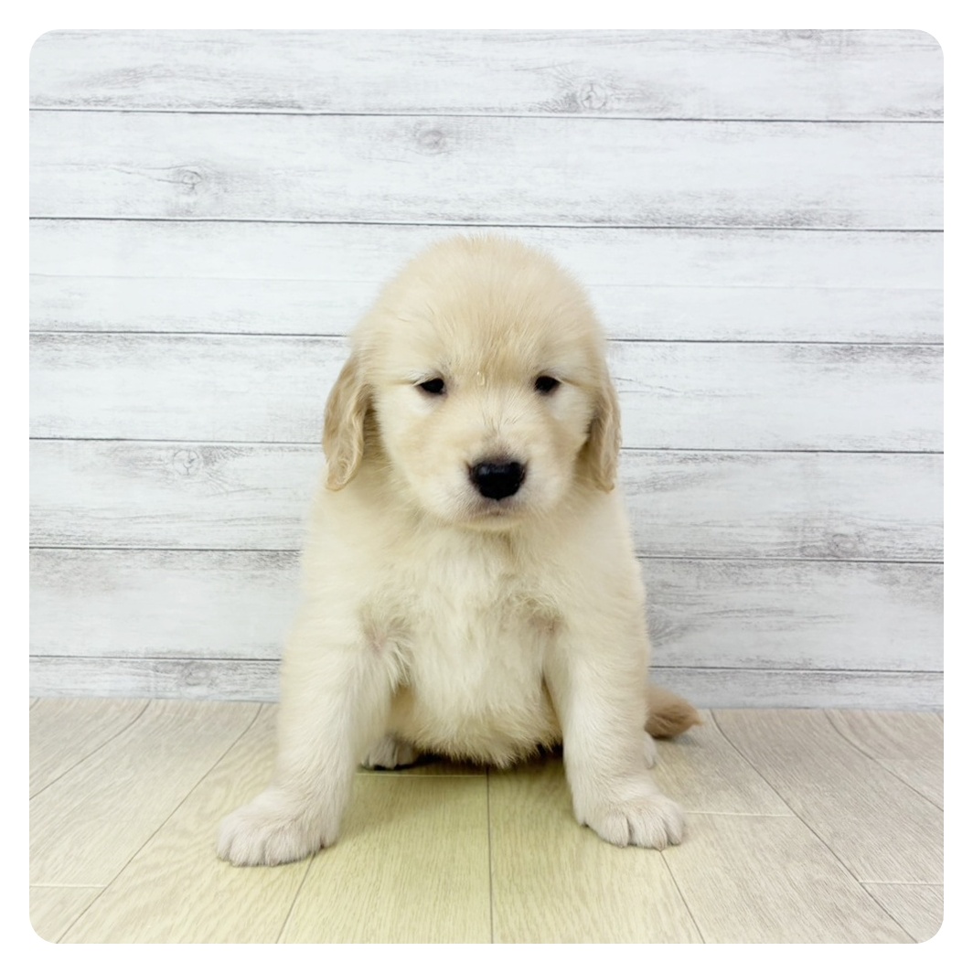 愛知県のゴールデンレトリバー (犬の家＆猫の里春日井本店/2026年2月27日生まれ/女の子/ゴールデン)の子犬