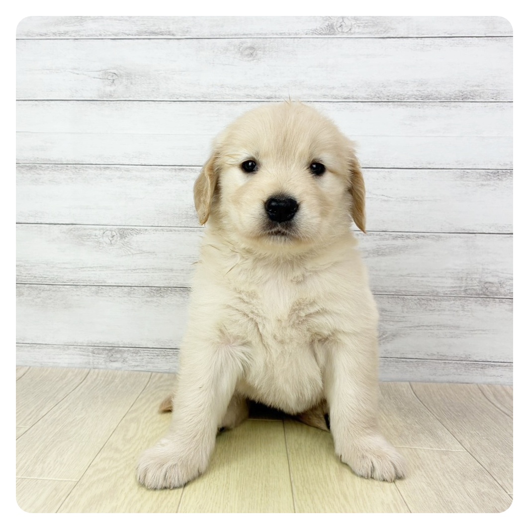 兵庫県のゴールデンレトリバー (犬の家＆猫の里ゆめタウン姫路店/2026年2月27日生まれ/女の子/ゴールデン)の子犬