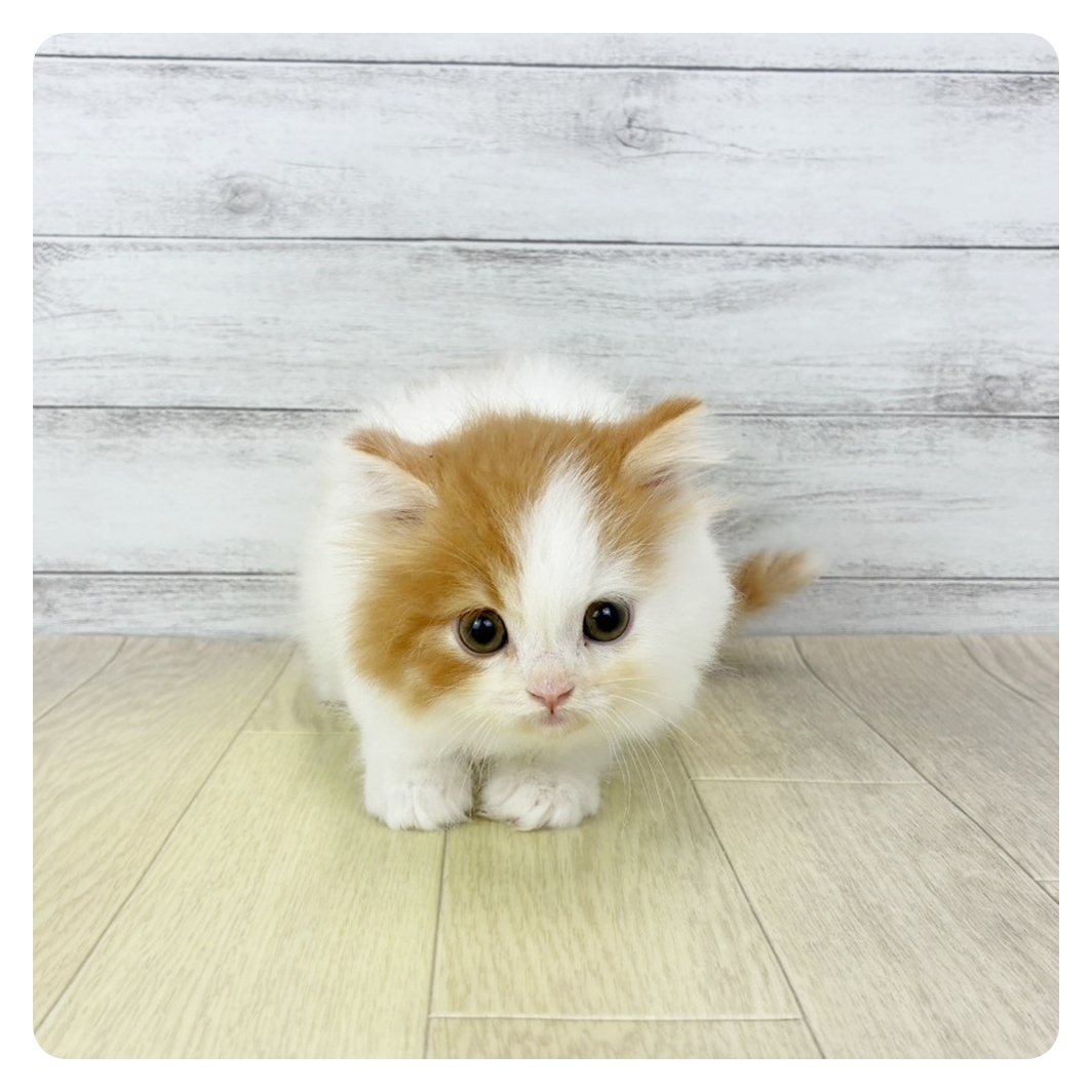 岐阜県のスコティッシュフォールド (犬の家＆猫の里カラフルタウン岐阜店/2026年2月25日生まれ/男の子/レッドタビーホワイト)の子猫の2枚目の画像