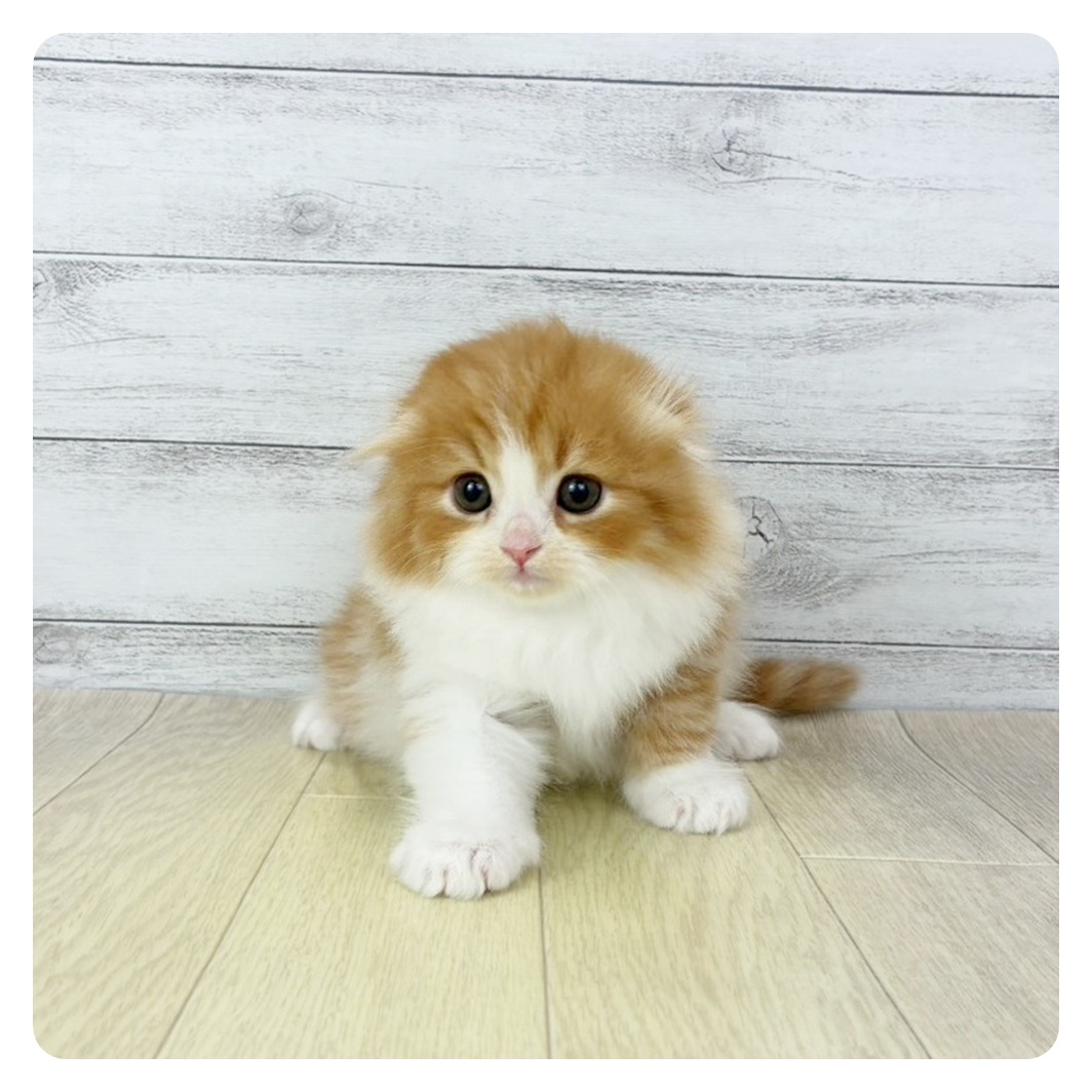 愛知県のスコティッシュフォールド (犬の家＆猫の里春日井本店/2026年2月25日生まれ/男の子/レッドタビーホワイト)の子猫