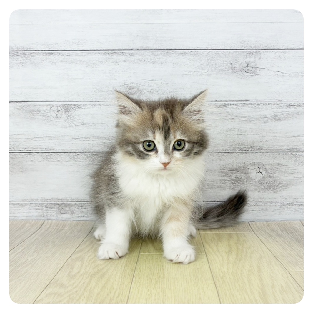 愛知県のサイベリアン (犬の家＆猫の里春日井本店/2026年2月20日生まれ/女の子/ブルーパッチドタビーホワイト)の子猫