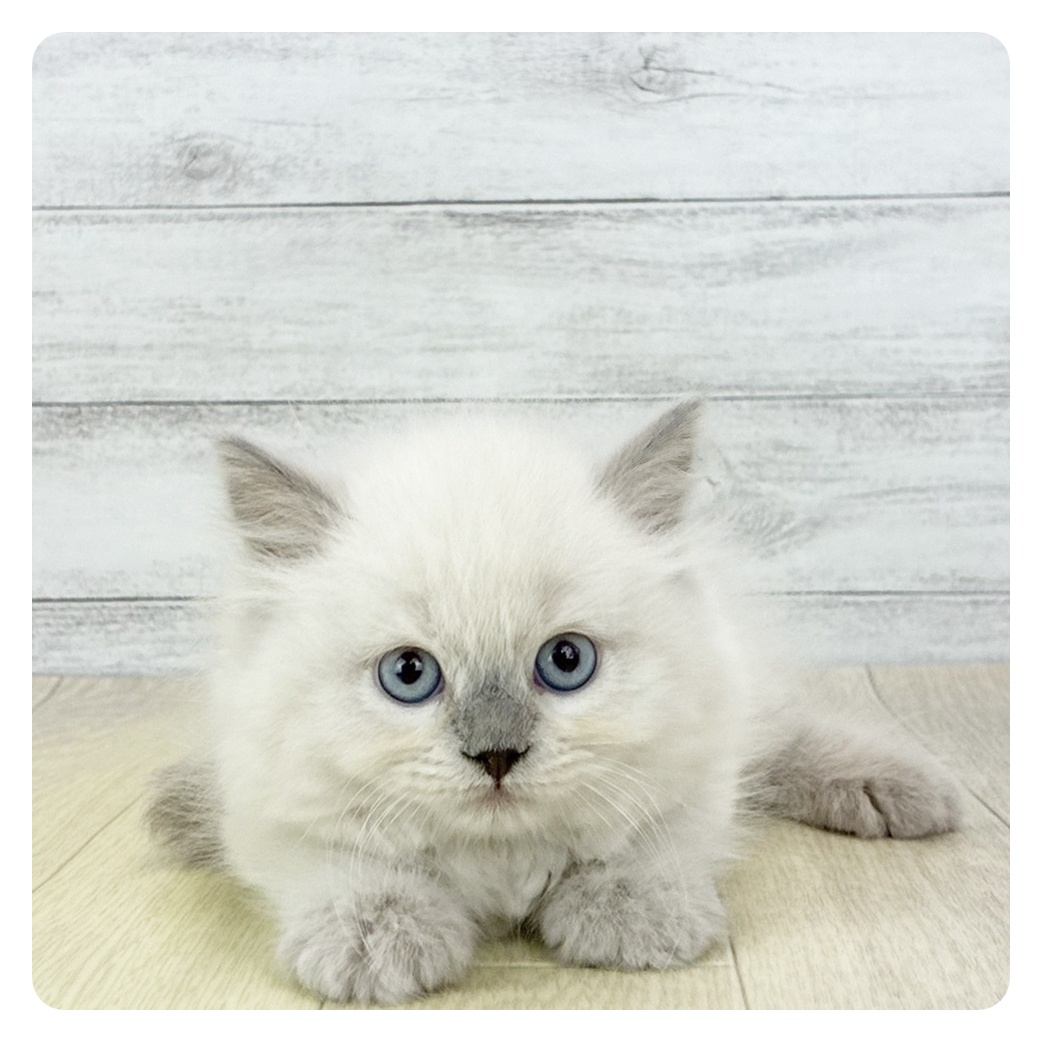 愛知県のスコティッシュストレート (犬の家＆猫の里アミーゴ神の倉店/2026年2月28日生まれ/男の子/ブルーポイント)の子猫