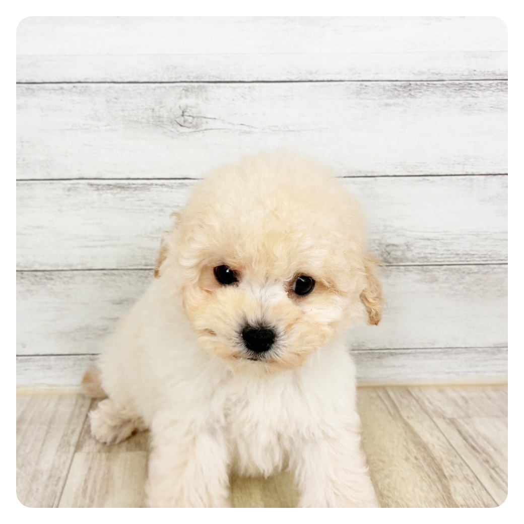 兵庫県のトイプードル(トイ) (犬の家＆猫の里川西店/2026年2月26日生まれ/男の子/ペールフォーン)の子犬