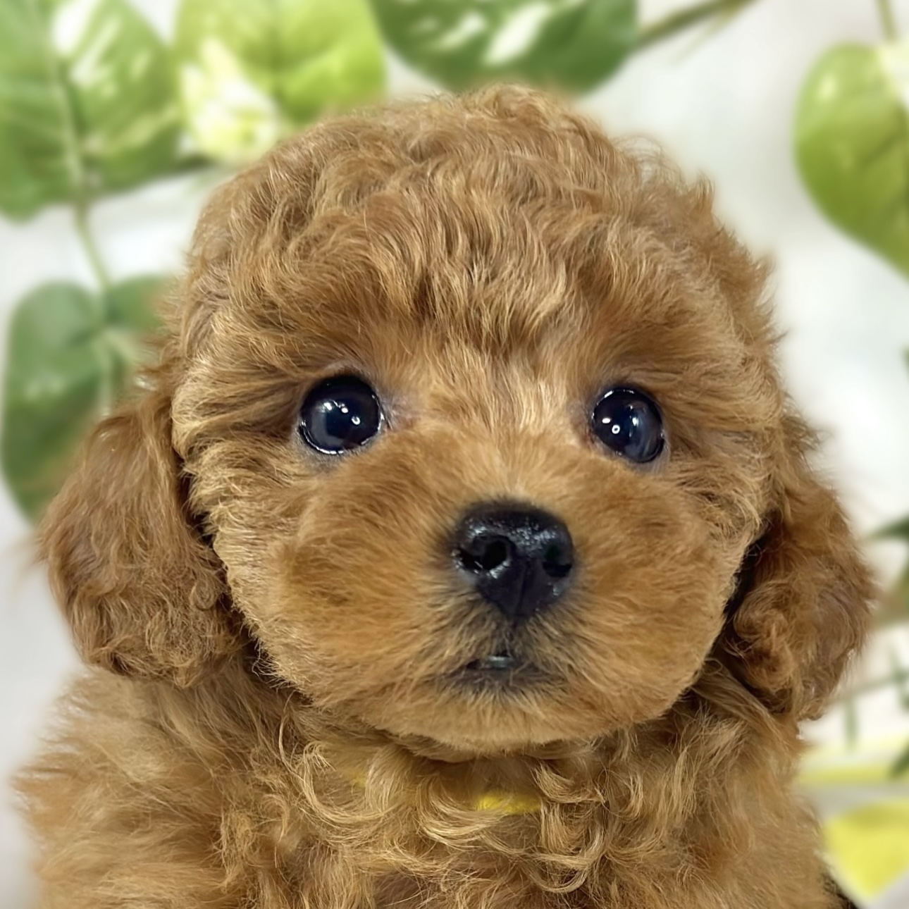 愛知県のトイプードル(トイ) (犬の家＆猫の里春日井本店/2026年2月26日生まれ/女の子/レッドフォーン)の子犬