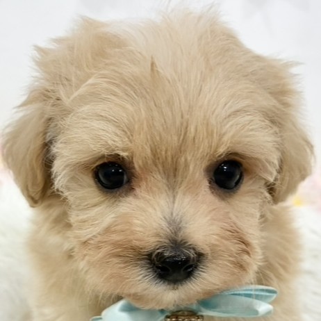 ハーフ犬男の子の写真