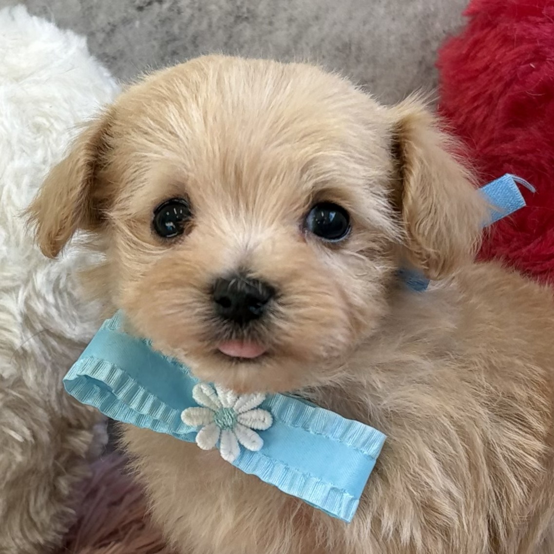 長野県のマルプー(マルチーズ×プードル) (犬の家＆猫の里長野店/2026年2月26日生まれ/男の子/アプリコット)の子犬