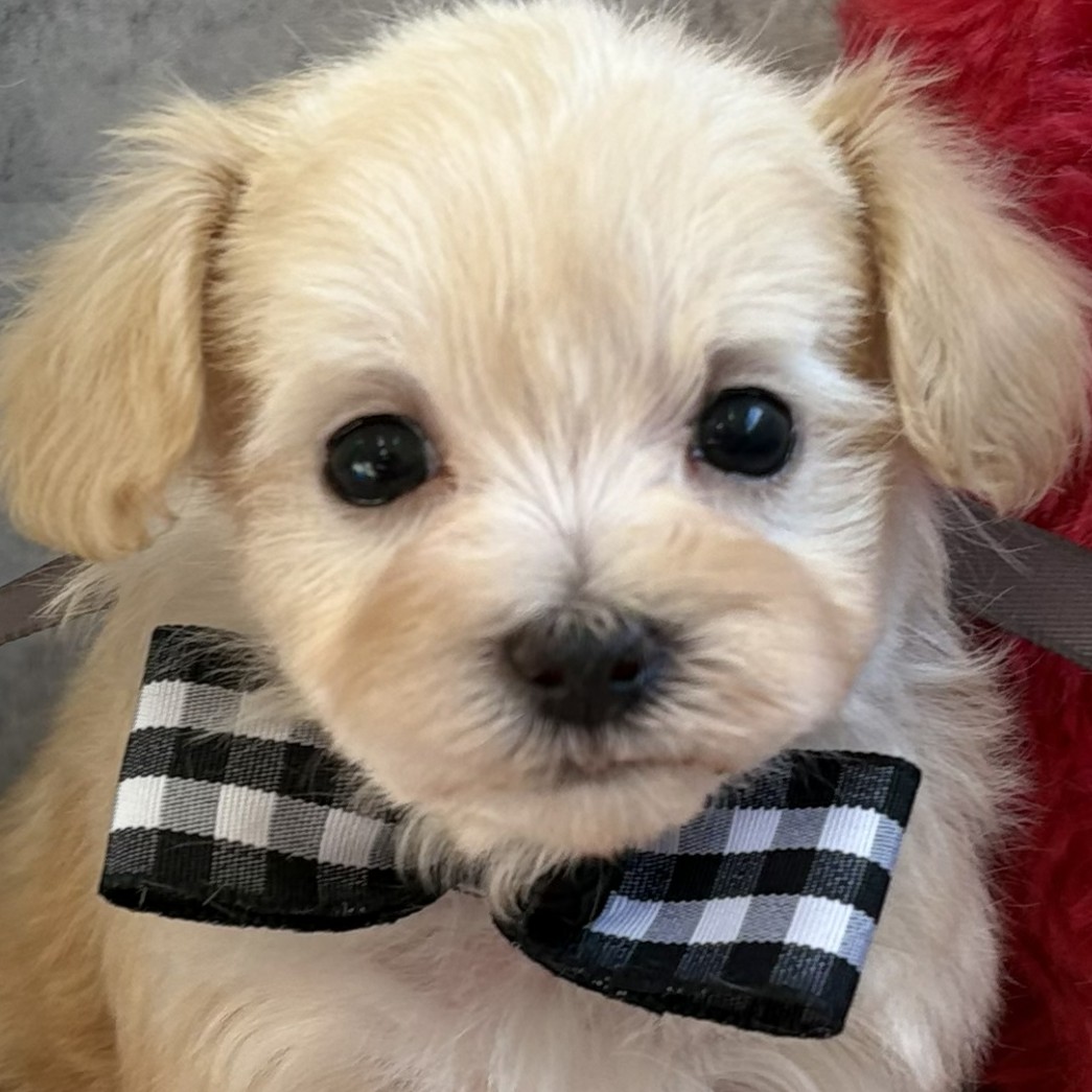 ハーフ犬女の子の写真