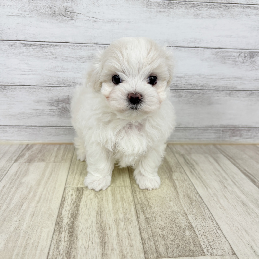 兵庫県のマルチーズ (犬の家＆猫の里川西店/2026年2月28日生まれ/女の子/ホワイト)の子犬