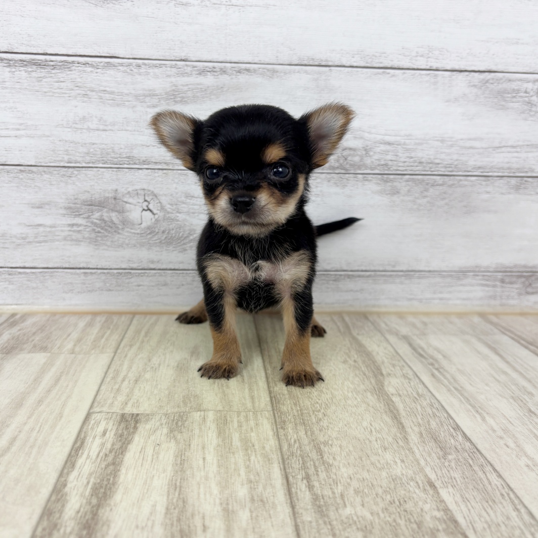 兵庫県のヨーチー/チワキー/チワヨーキー(ヨークシャーテリア×チワワ) (犬の家＆猫の里川西店/2026年3月1日生まれ/女の子/スチールブルータン)の子犬