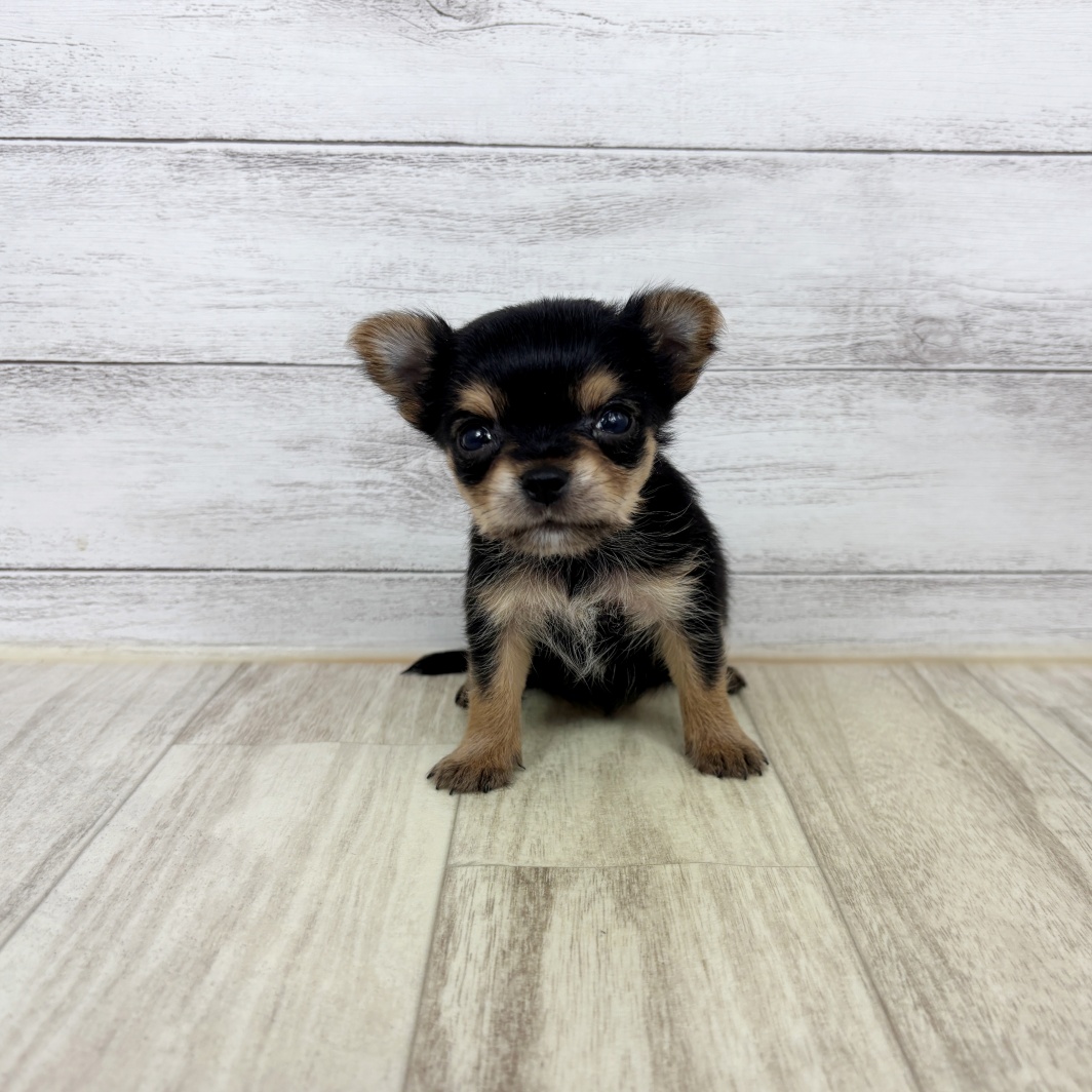 兵庫県のヨーチー/チワキー/チワヨーキー(ヨークシャーテリア×チワワ) (犬の家＆猫の里川西店/2026年3月1日生まれ/女の子/スチールブルータン)の子犬