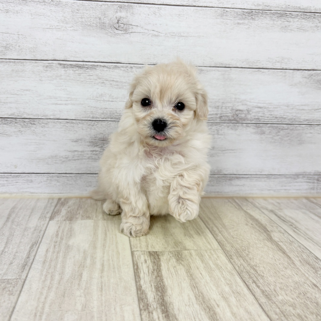 兵庫県のプーズー/プーシーズ(プードル×シーズー) (犬の家＆猫の里川西店/2026年2月27日生まれ/男の子/クリーム)の子犬