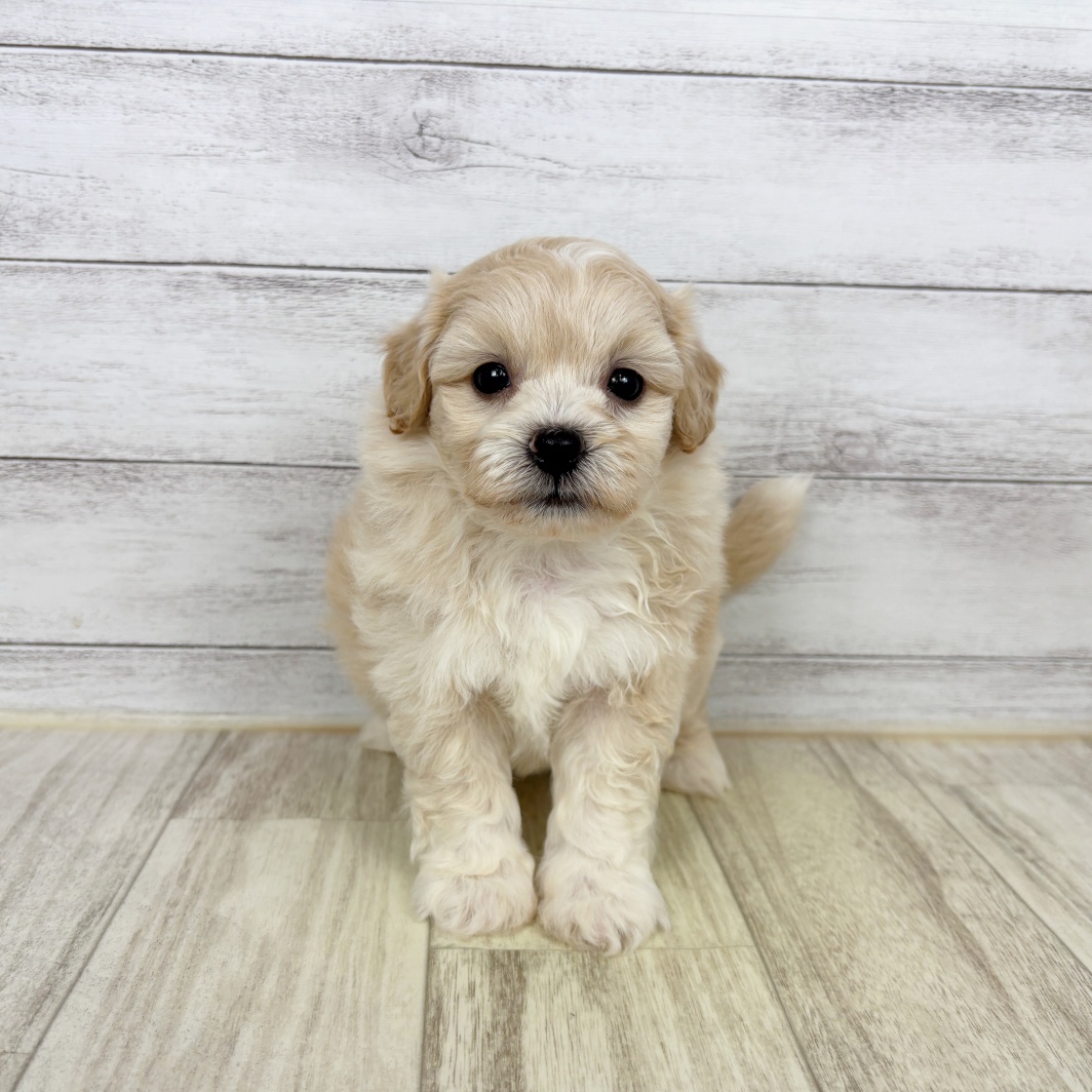 兵庫県のプーズー/プーシーズ(プードル×シーズー) (犬の家＆猫の里ゆめタウン姫路店/2026年2月27日生まれ/男の子/クリーム)の子犬