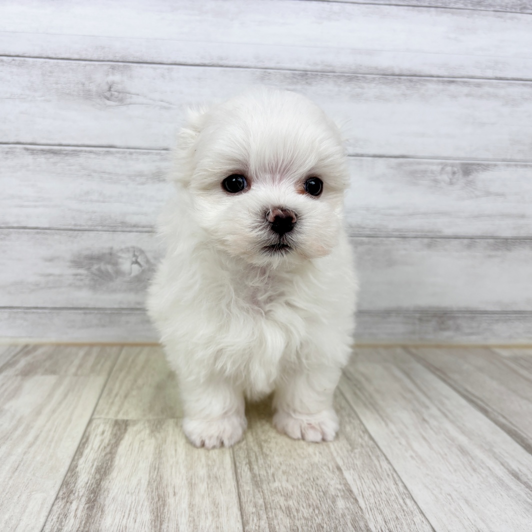 兵庫県のマルチーズ (犬の家＆猫の里川西店/2026年2月26日生まれ/男の子/ホワイト)の子犬