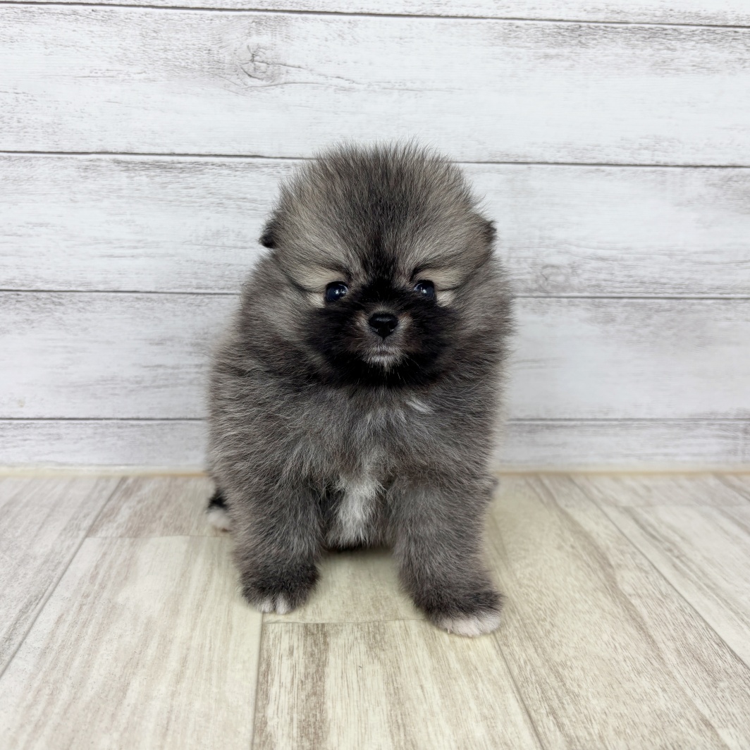 兵庫県のポメラニアン (犬の家＆猫の里川西店/2026年2月28日生まれ/女の子/ウルフセーブル)の子犬