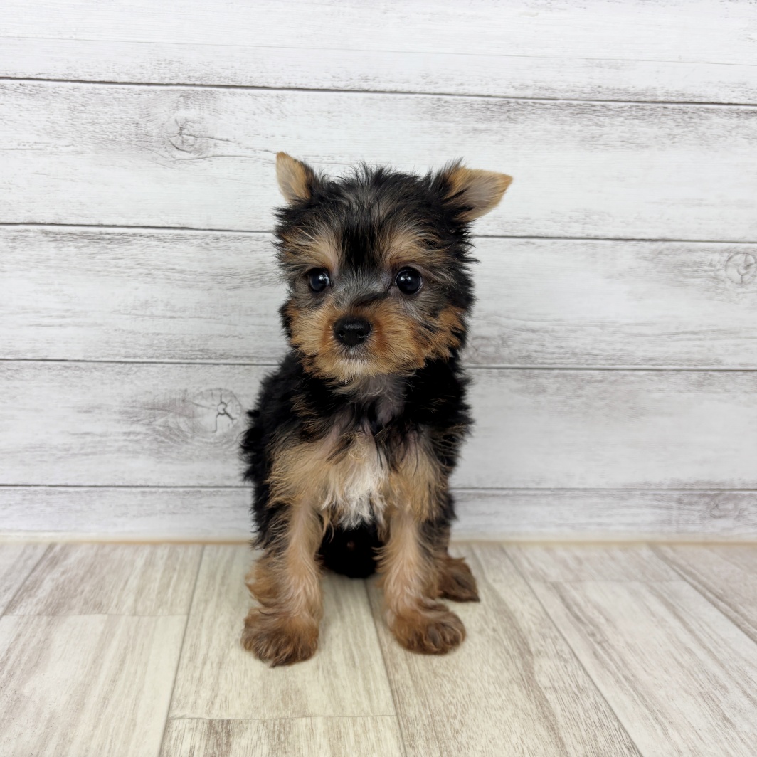 兵庫県のヨークシャーテリア (犬の家＆猫の里川西店/2026年2月27日生まれ/男の子/スチールブルータン)の子犬