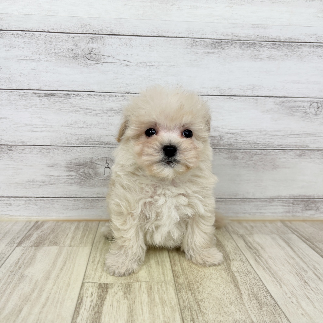 兵庫県のマルプー(マルチーズ×プードル) (犬の家＆猫の里川西店/2026年3月1日生まれ/男の子/クリーム)の子犬
