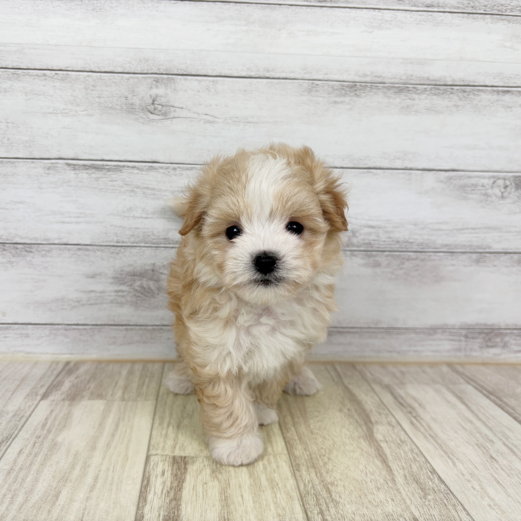 ハーフ犬男の子の写真
