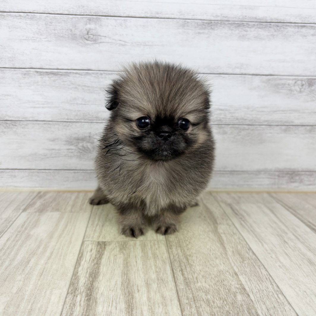 兵庫県のペキポメ/ポメペキ(ペキニーズ×ポメラニアン) (犬の家＆猫の里ニッケパークタウン加古川店/2026年2月26日生まれ/女の子/フォーン)の子犬